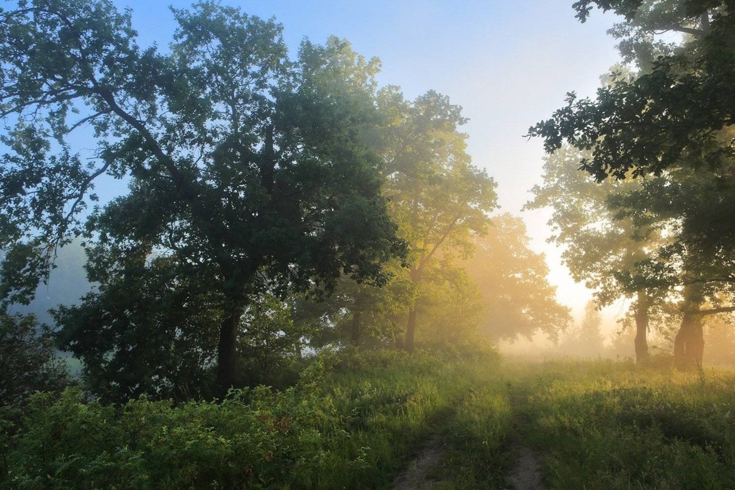 утро туман дубы, Дмитрий Алексеев