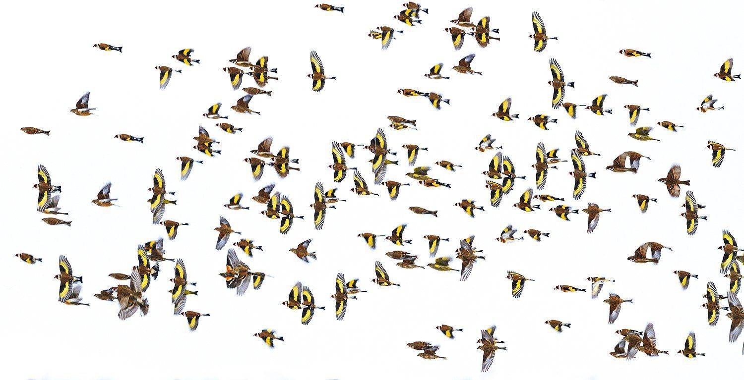 , Костянтин Пазюк