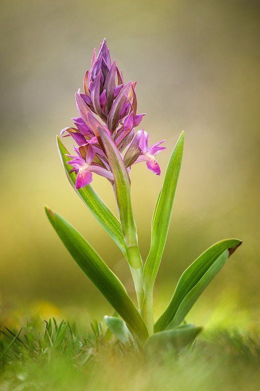 Dactylorhiza sambucina фото превью