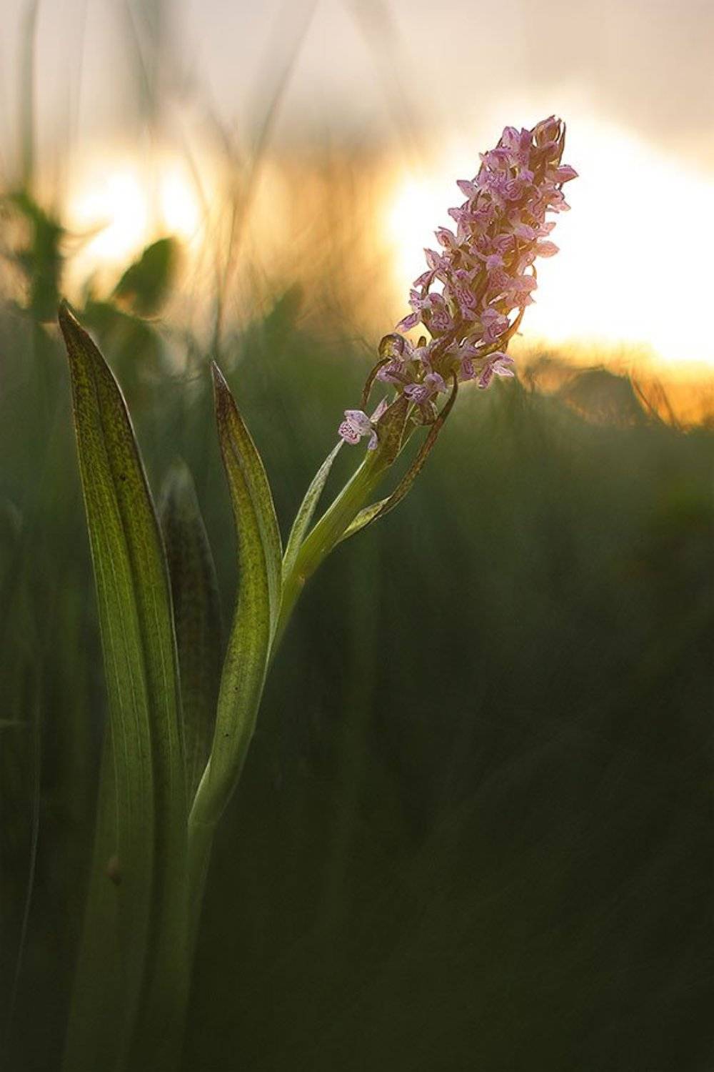 ятрышник, пятнистый, Роман Рысь
