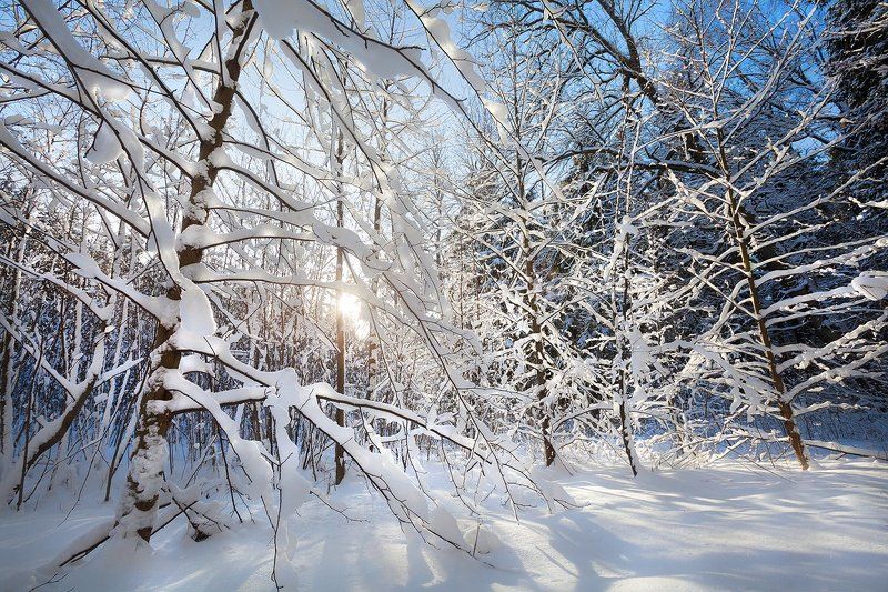 лес, зима, солнце, рождество, благодать, могилев, беларусь Рождественский Печерск фото превью