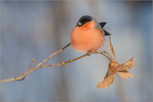 Алое яблочко