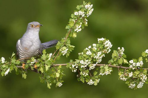 Common Cuckoo