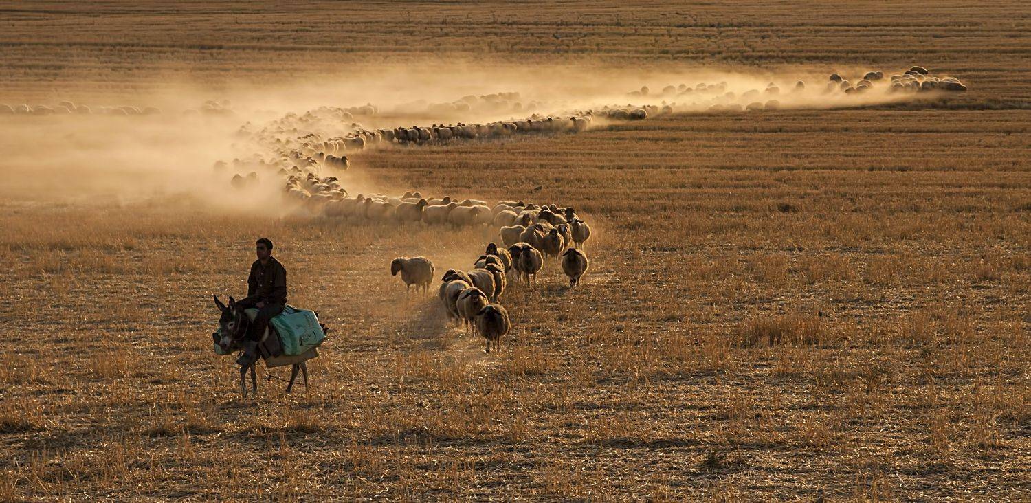 urfa,s&uuml;r&uuml;,landscape,animal, ORHAN K&Ouml;SE