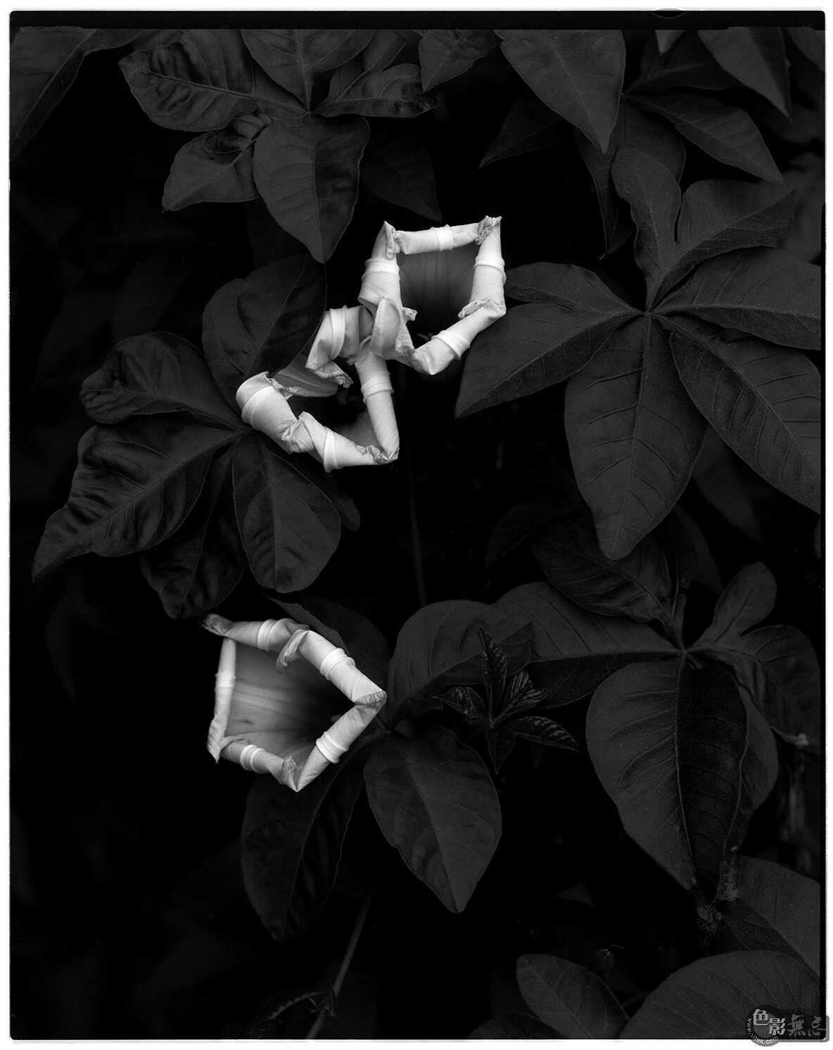 film,black & white, 李怡