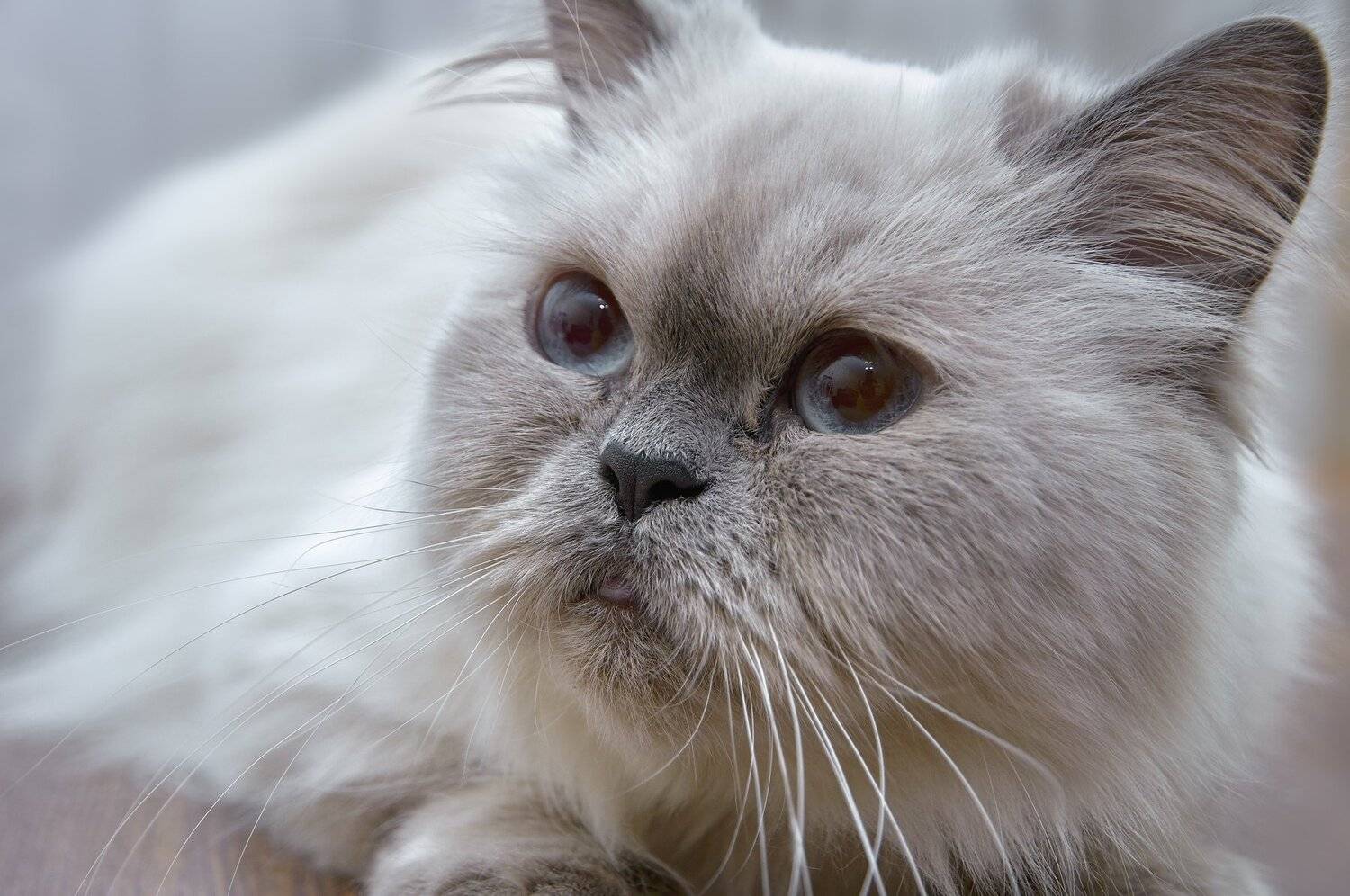 , Олег Богданов