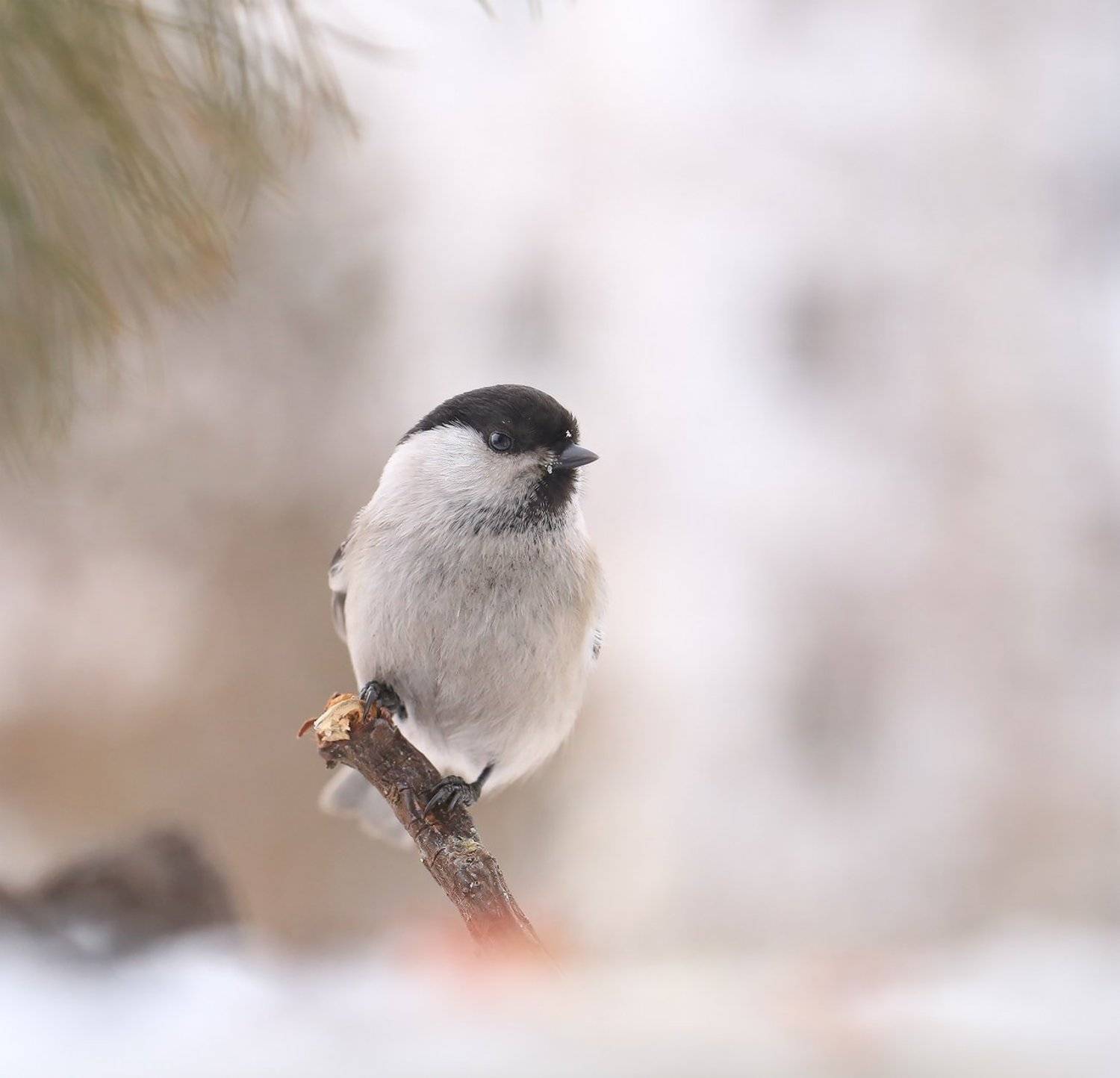 якутия, нерюнгри, гаичка, Евгения Левина