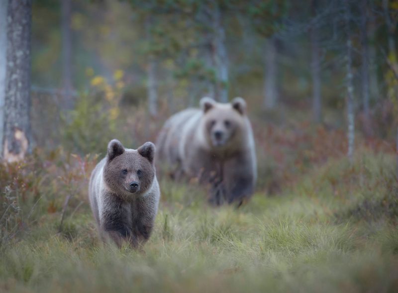 Bears, Finland, autumn, cub,  Protection фото превью