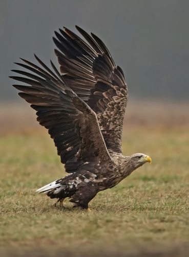 eagle