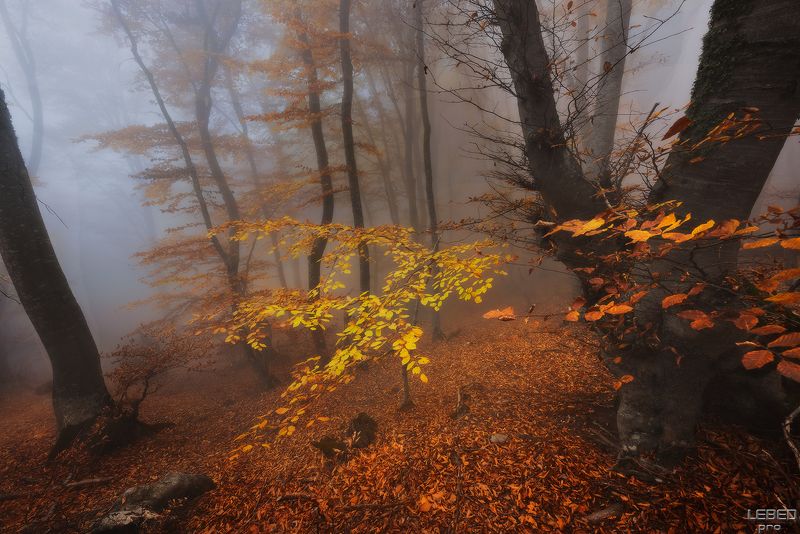 Золото осени II фото превью
