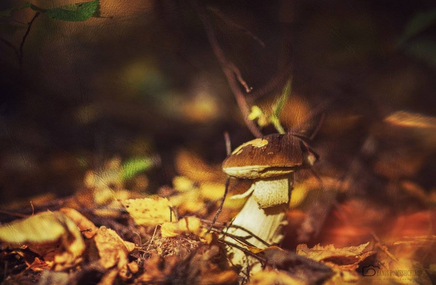 mushroom,nature,forest, Помещиков Ян