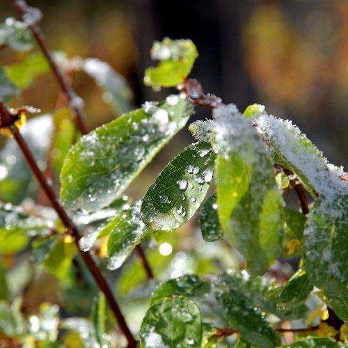 Застывшие капли! 