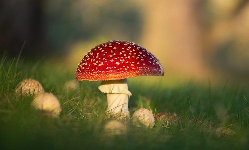 Amanita muscaria