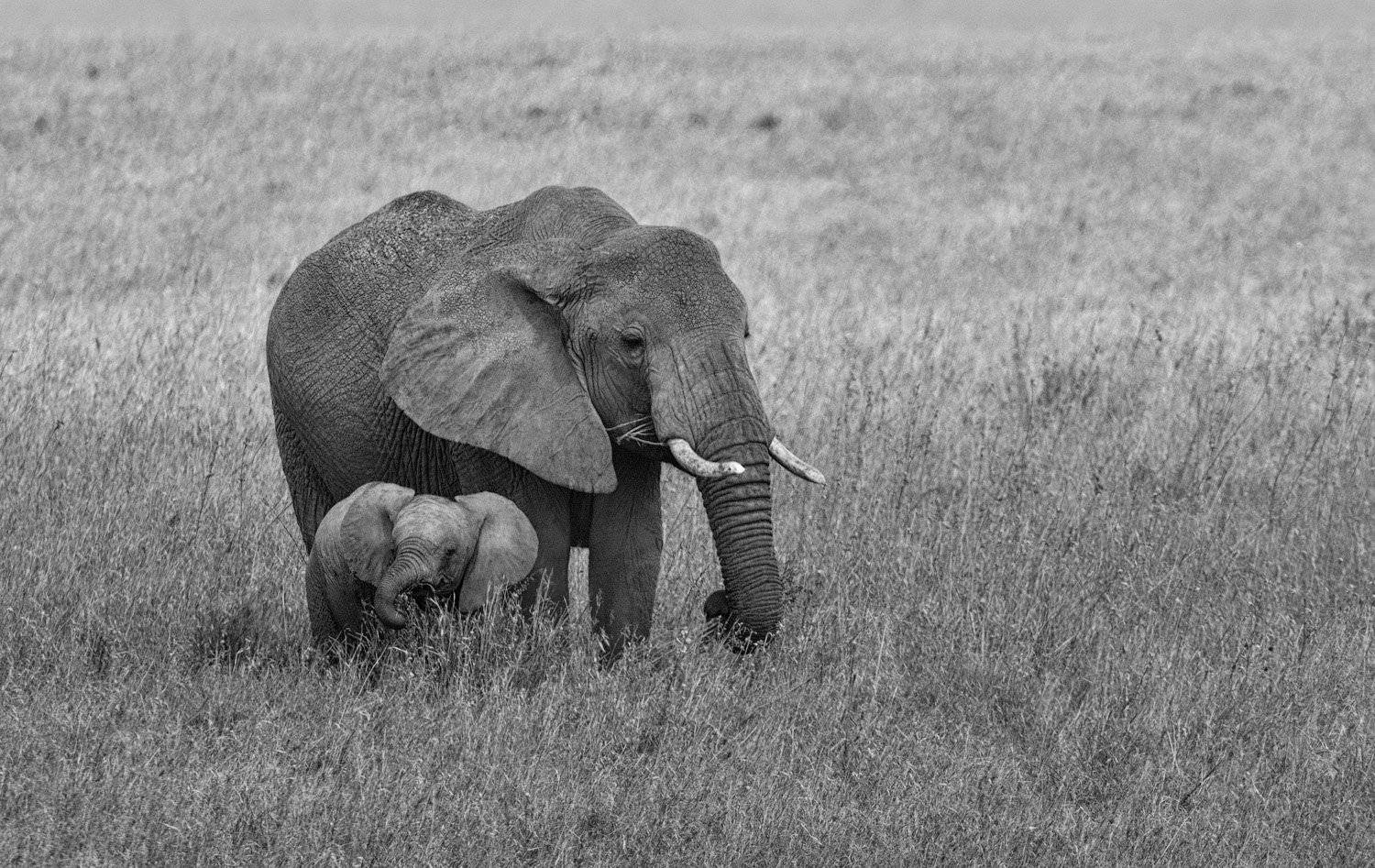 , Андрей Ведерников