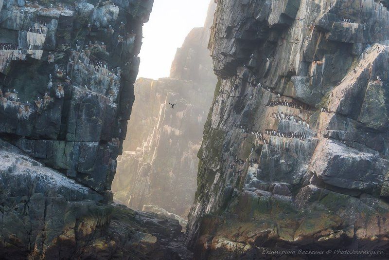 охотское море, дальний восток Птичий рай фото превью