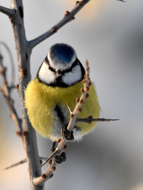 листопад Сказочный лес фото превью