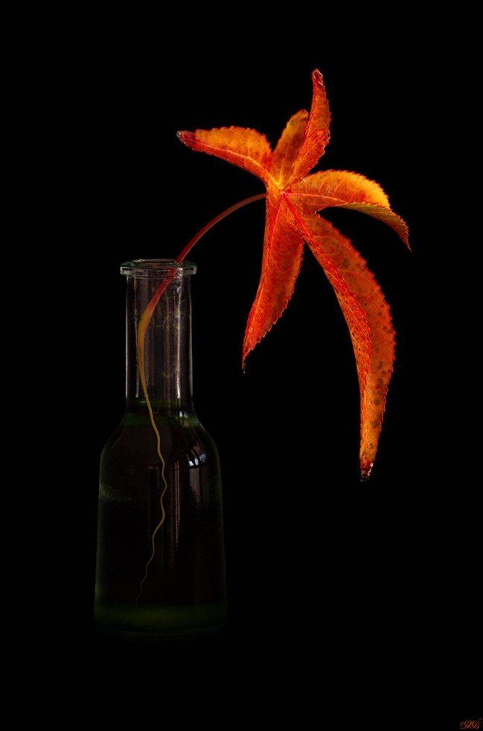 black, color, colors, color image, leaf, autumn, palette, orange, brown, still life, bottle, poetry, poetic, touch,, Dr Didi Baev