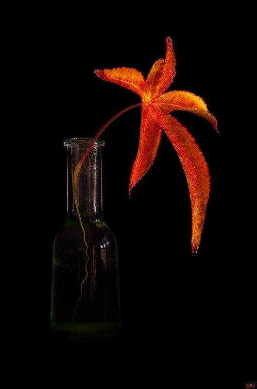 black, color, colors, color image, leaf, autumn, palette, orange, brown, still life, bottle, poetry, poetic, touch, Colours with Poetic Touch фото превью
