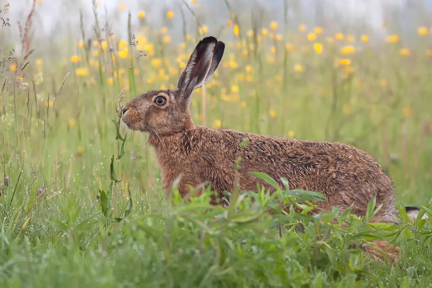 animals,nature,hare., olesniczanin