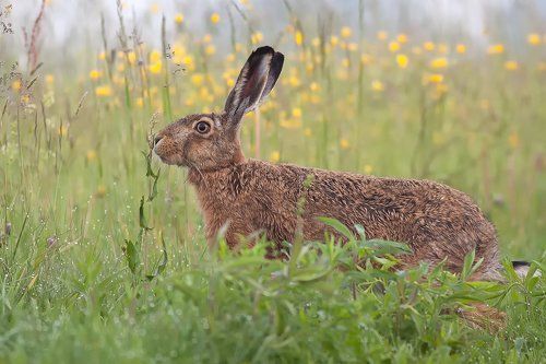 Hare