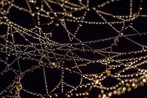 Бриллиантовая паутина