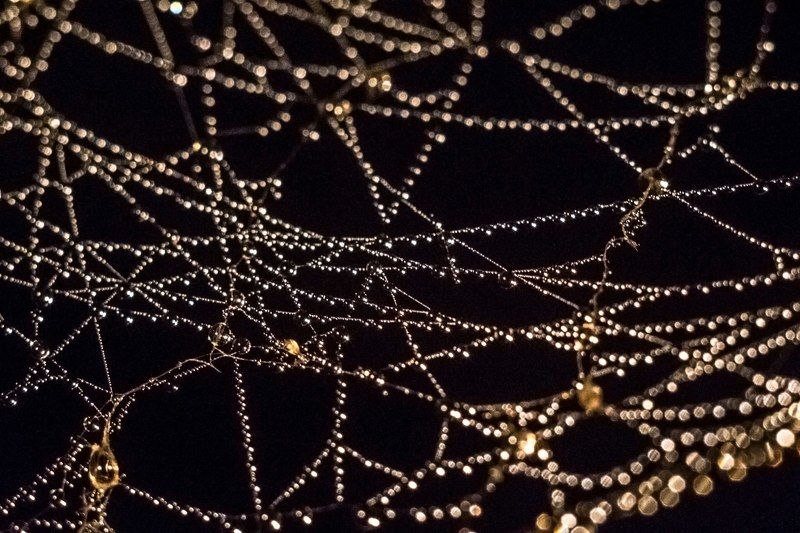 паутина, вода, роса, капли, капли воды, сеть, water drops, water,  Бриллиантовая паутина фото превью