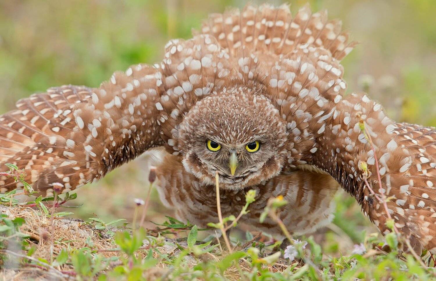 burrowing owl, florida, кроличий сыч, флорида, сыч, owl, Elizabeth Etkind