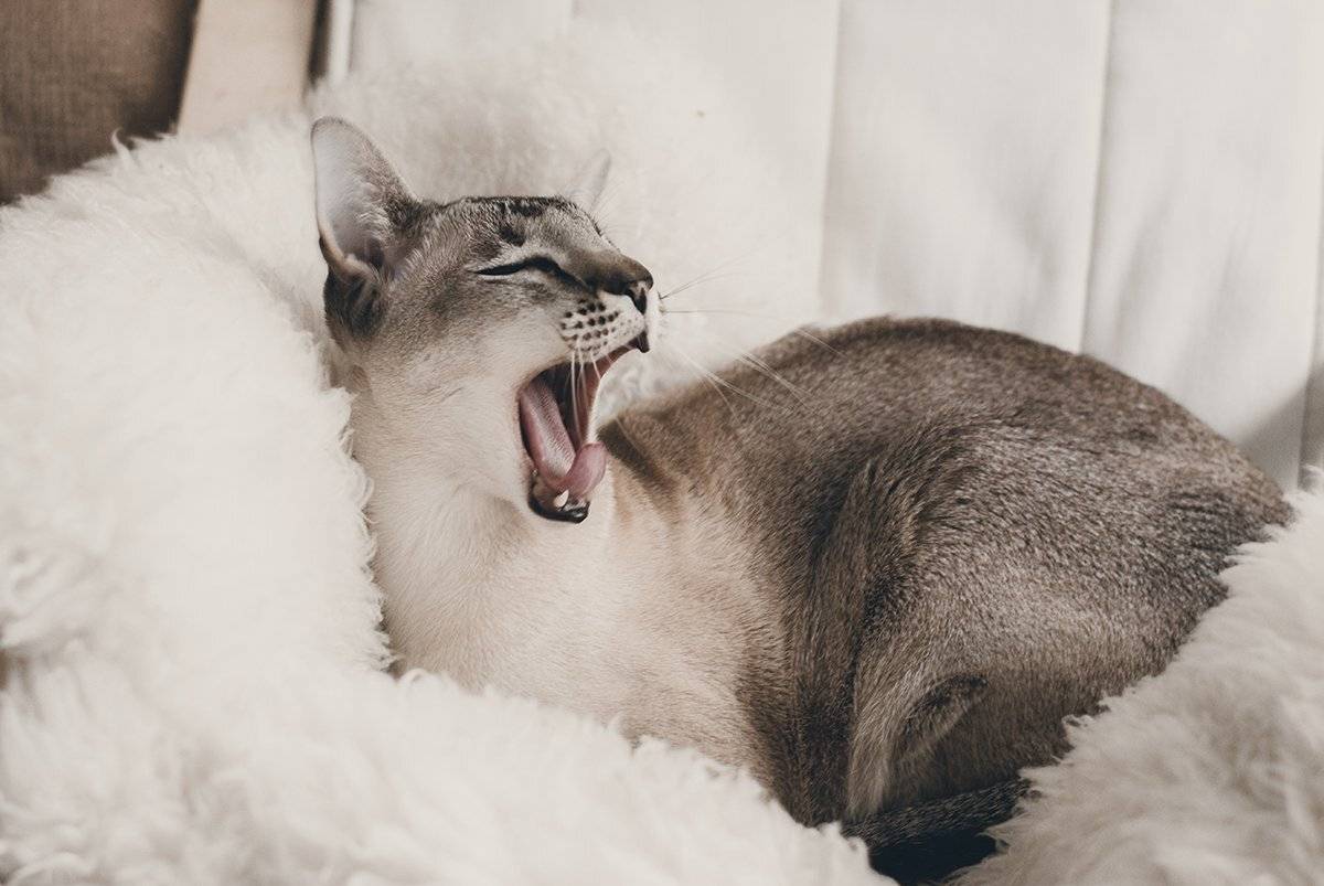 , Чернякова Анна