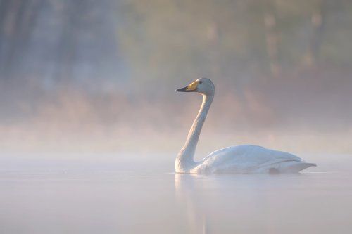 Whooper Swan