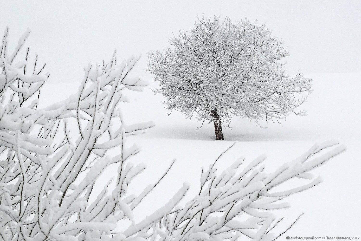 алтай, altai, сибирь, siberia, pavel filatov, павел филатов, снег, иней, январь, предгорья, красногорье, Павел Филатов