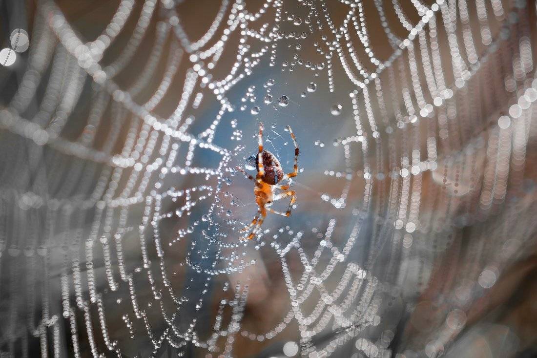 паук,паутина, Андрей Дитковский