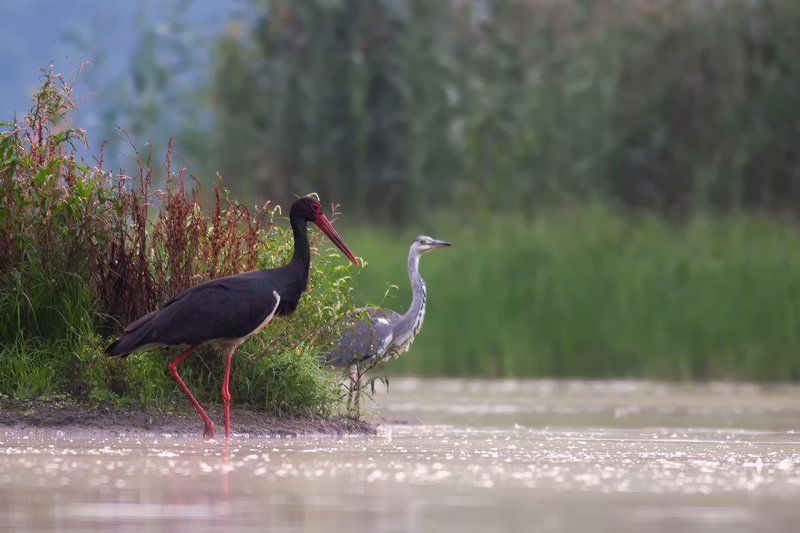 animals.nature,bird. Black Stork + Grey heron фото превью