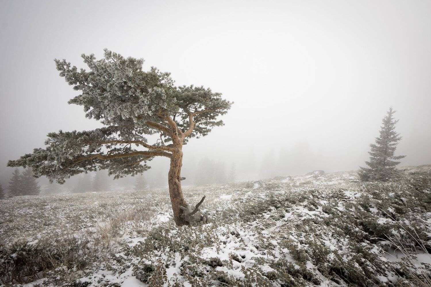 , Илияна Шишкова