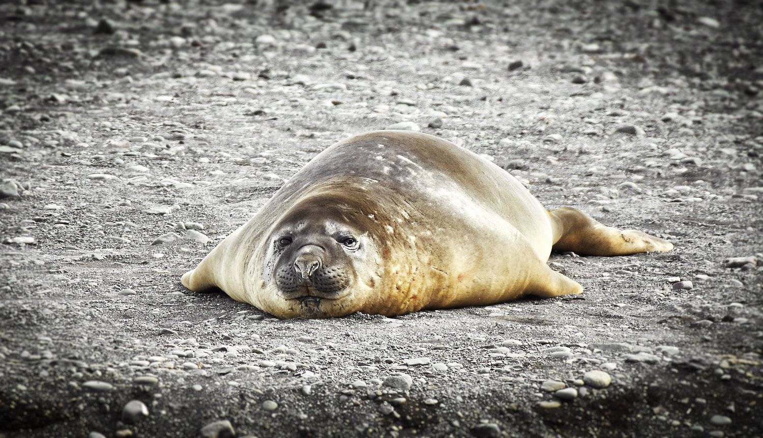 Антарктида, тюлень, морской слон, лежбище, юмор, Babka Yoshka (в миру - Сергей)