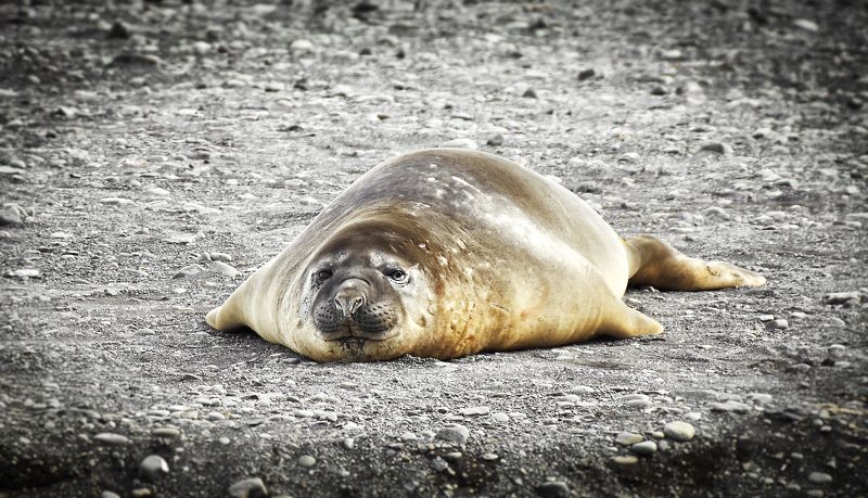 Антарктида, тюлень, морской слон, лежбище, юмор После новогодних праздников фото превью
