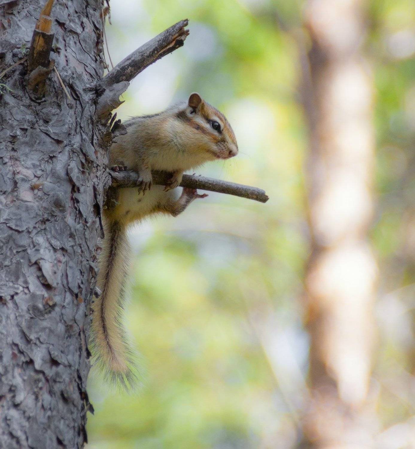 , Николай Морский