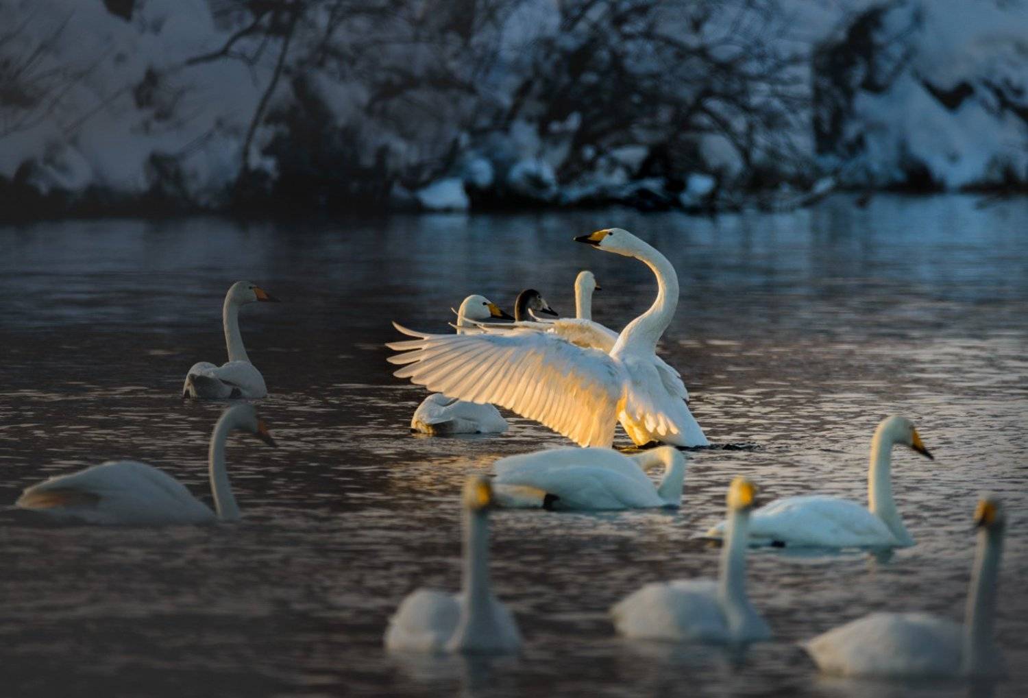 лебеди, солнце, алтай, зима, озеро, Дмитрий Дубиковский