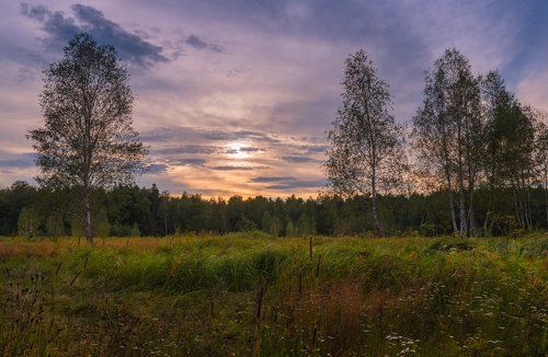 В темнеющих лугах