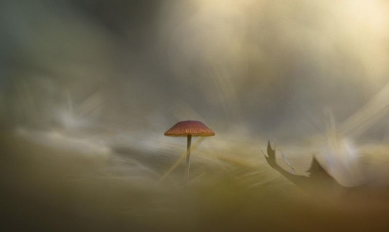 Гвоздик фото превью