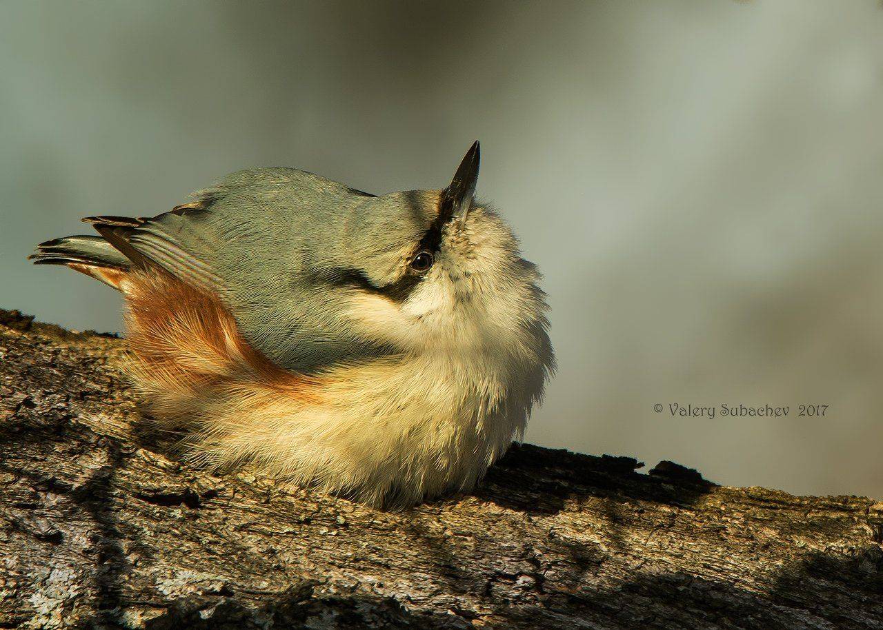 , Валерий Субачев