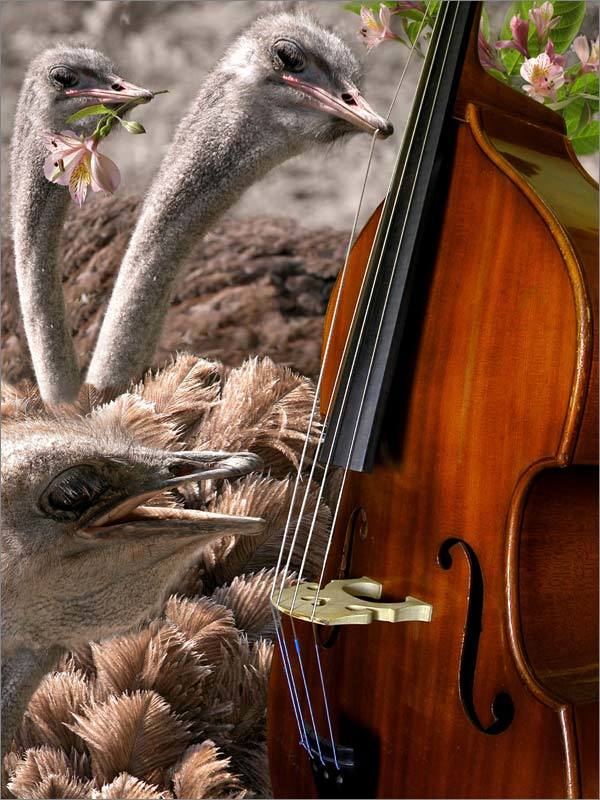 Контрабасс фото превью