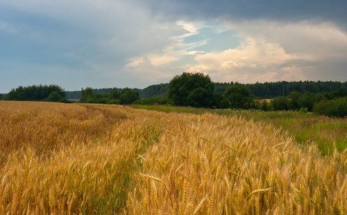 Подмосковная летняя