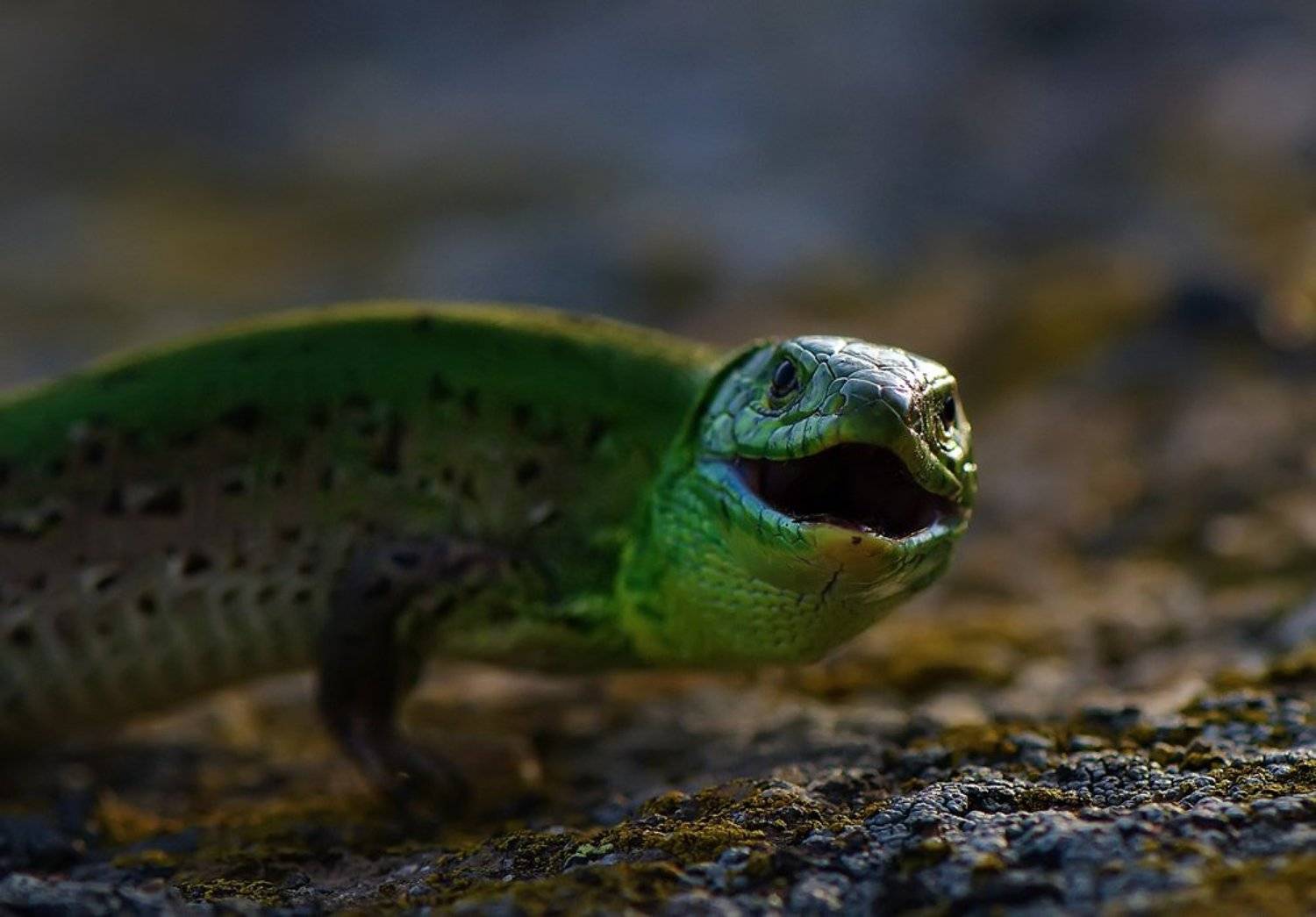 ящерица, Татьяна Аверина