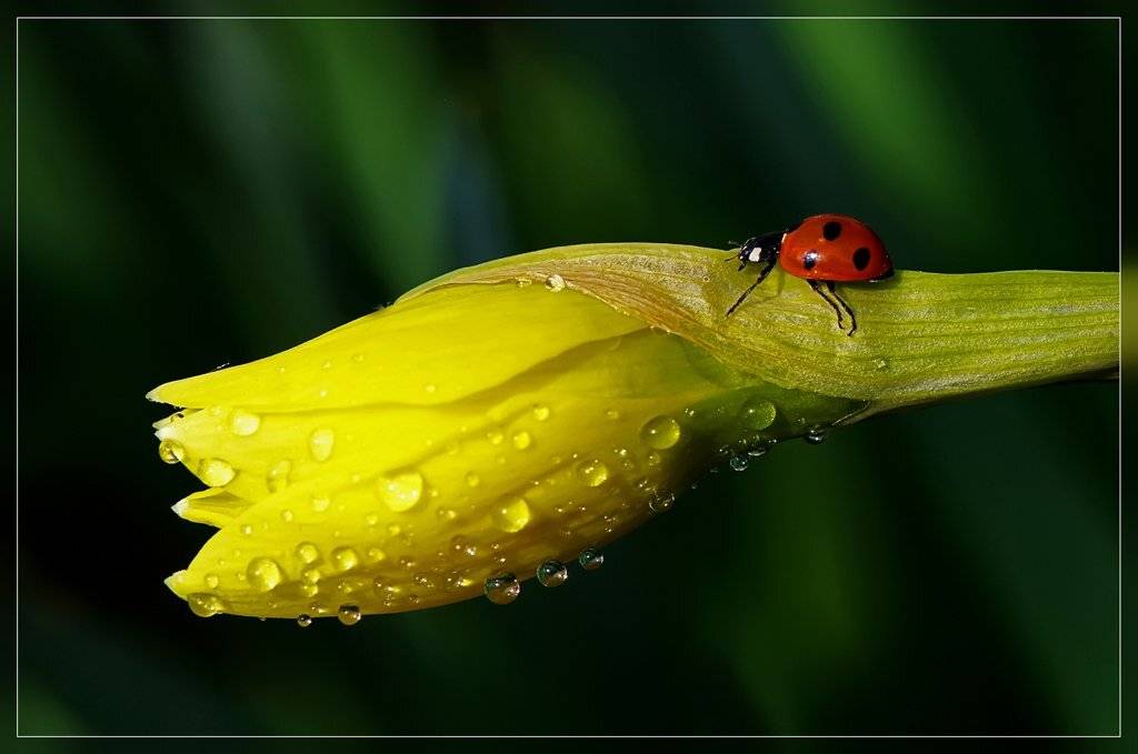 божья коровка,макро, Татьяна Аверина