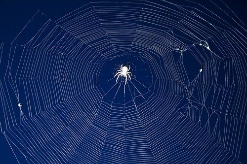Spider