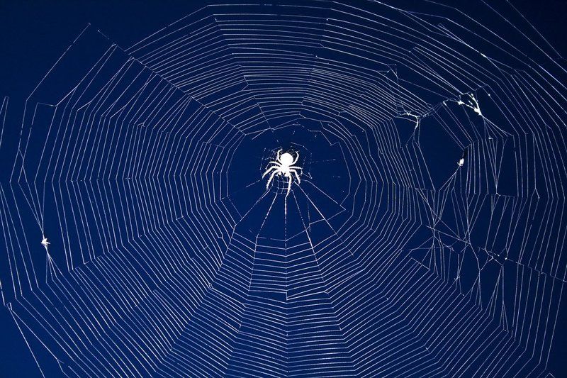 лето, июнь, пенза Spider фото превью
