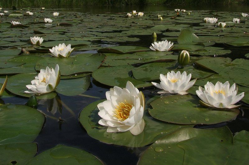 лето НИМФЕЯ(лилия белоснежная) фото превью