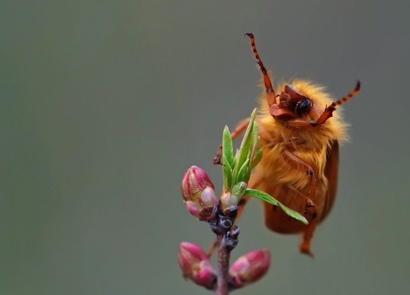 майский, жук Наши победили!!! фото превью