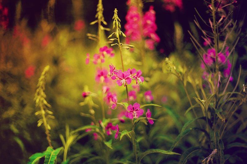 Лесная сказка фото превью