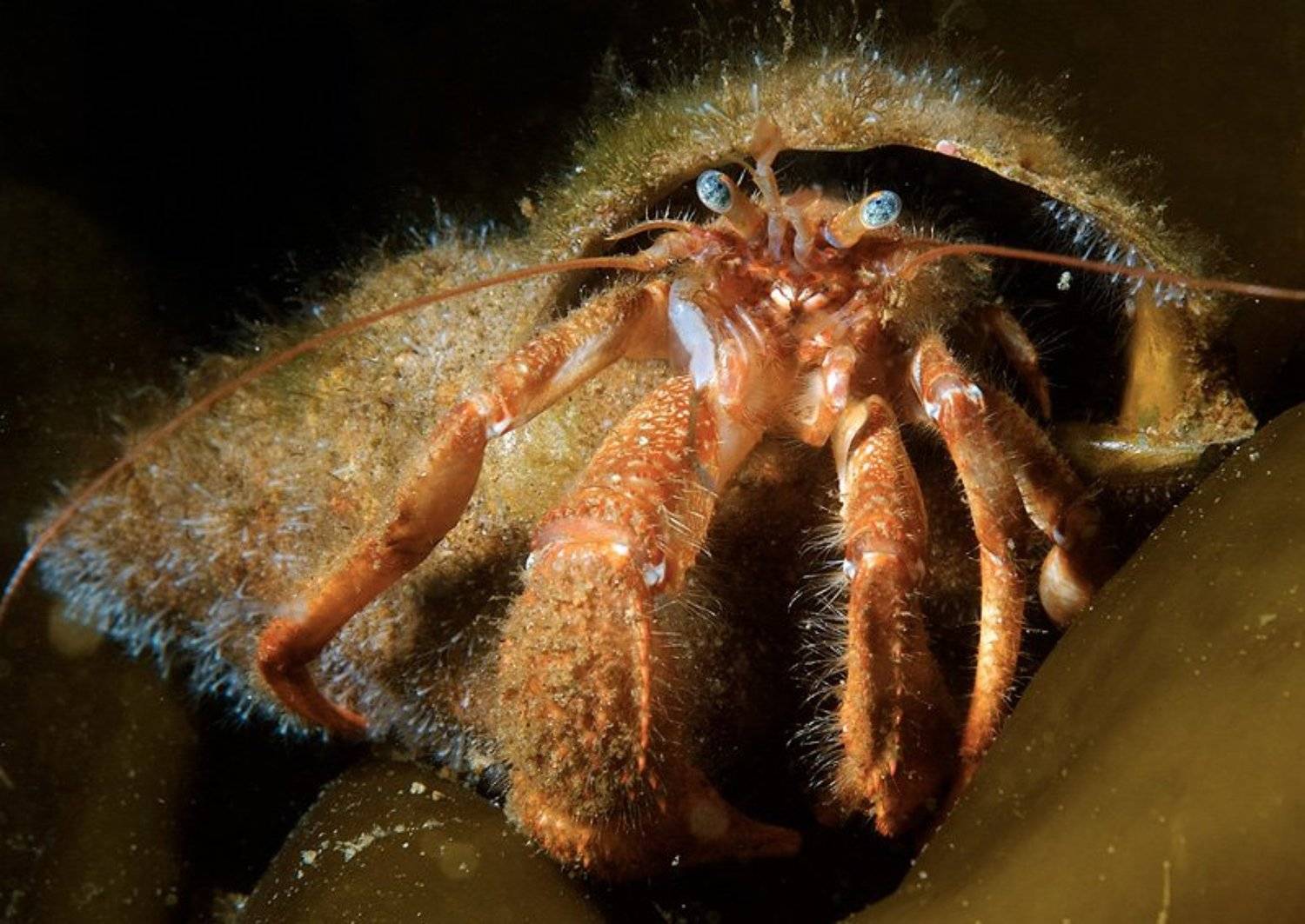 , Витя Лягушкин